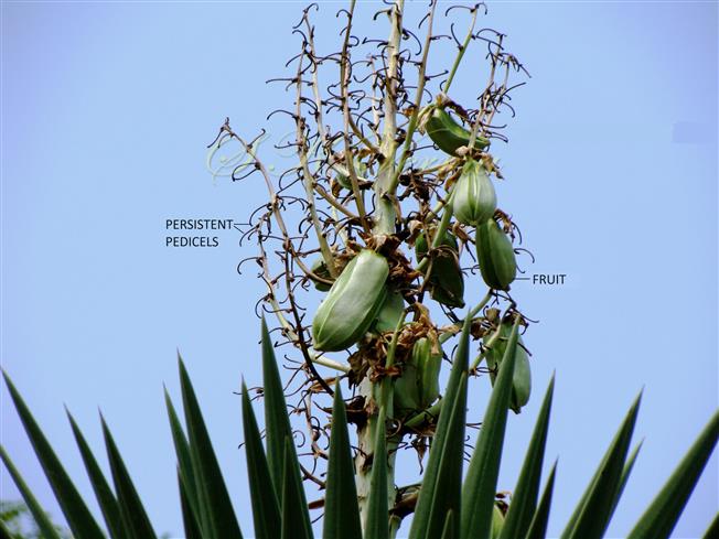  Fruits